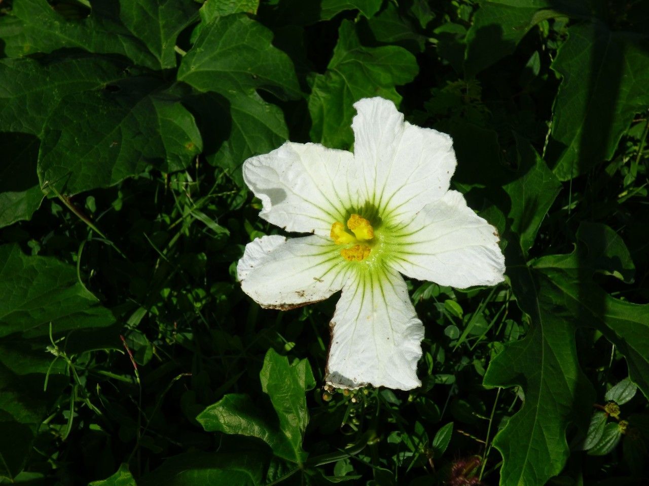 Lagenaria sphaerica flower