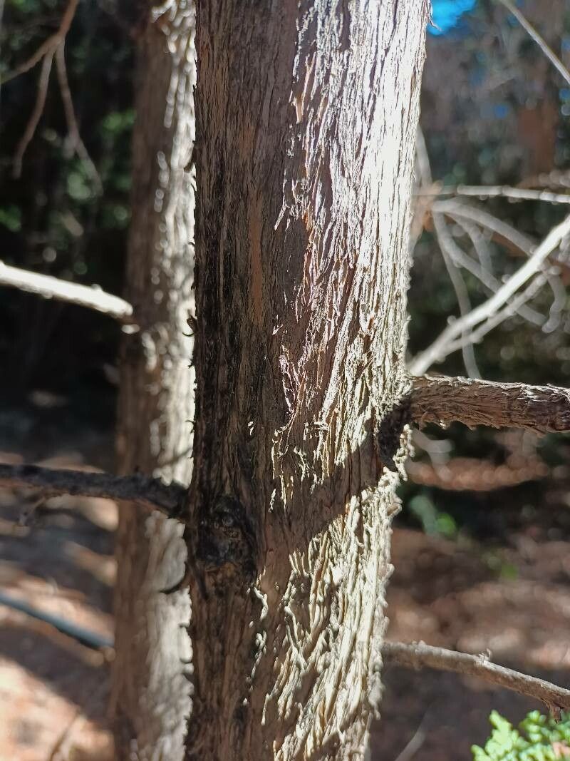 Austrocedrus chilensis bark