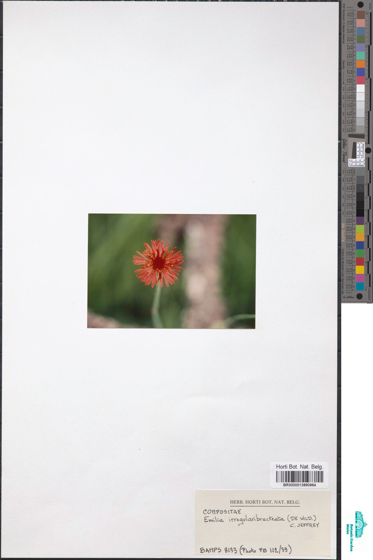 Emilia irregularibracteata — houseplant care guide