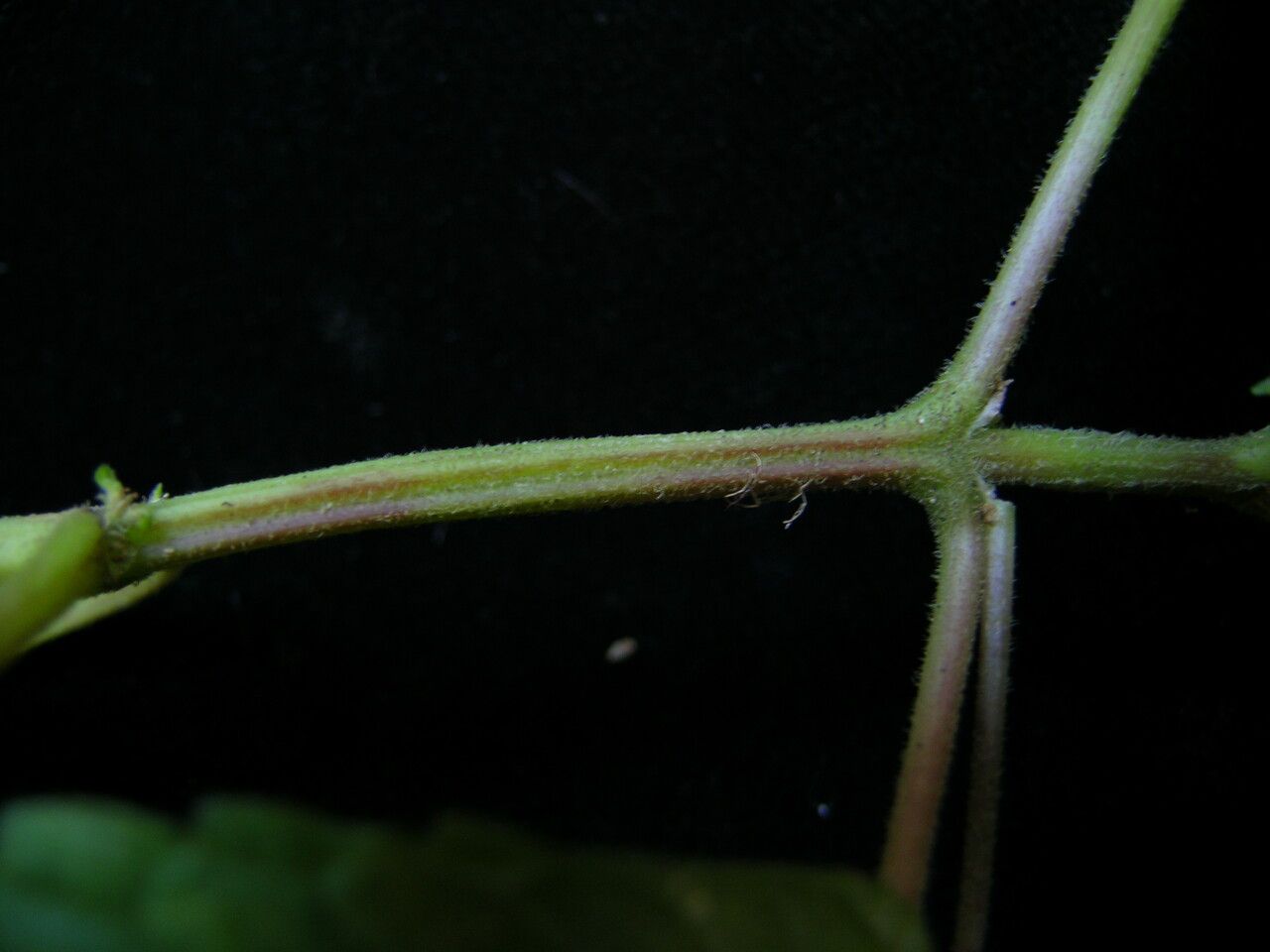 Pilea scripta fruit