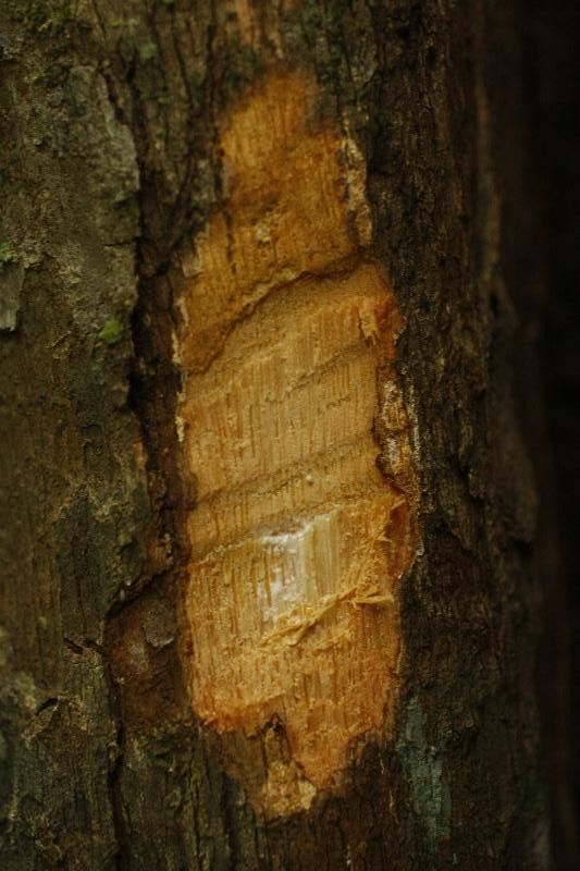 Micropholis obscura other