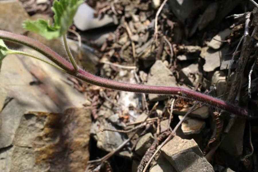 Scutellaria albida bark