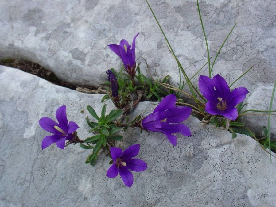 Campanula alpestris flower