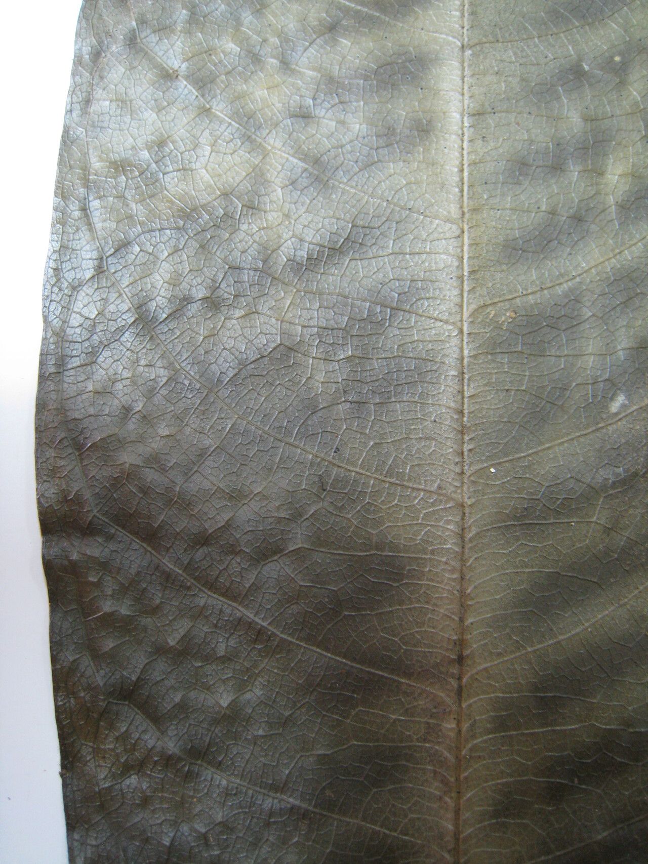 Duguetia eximia other