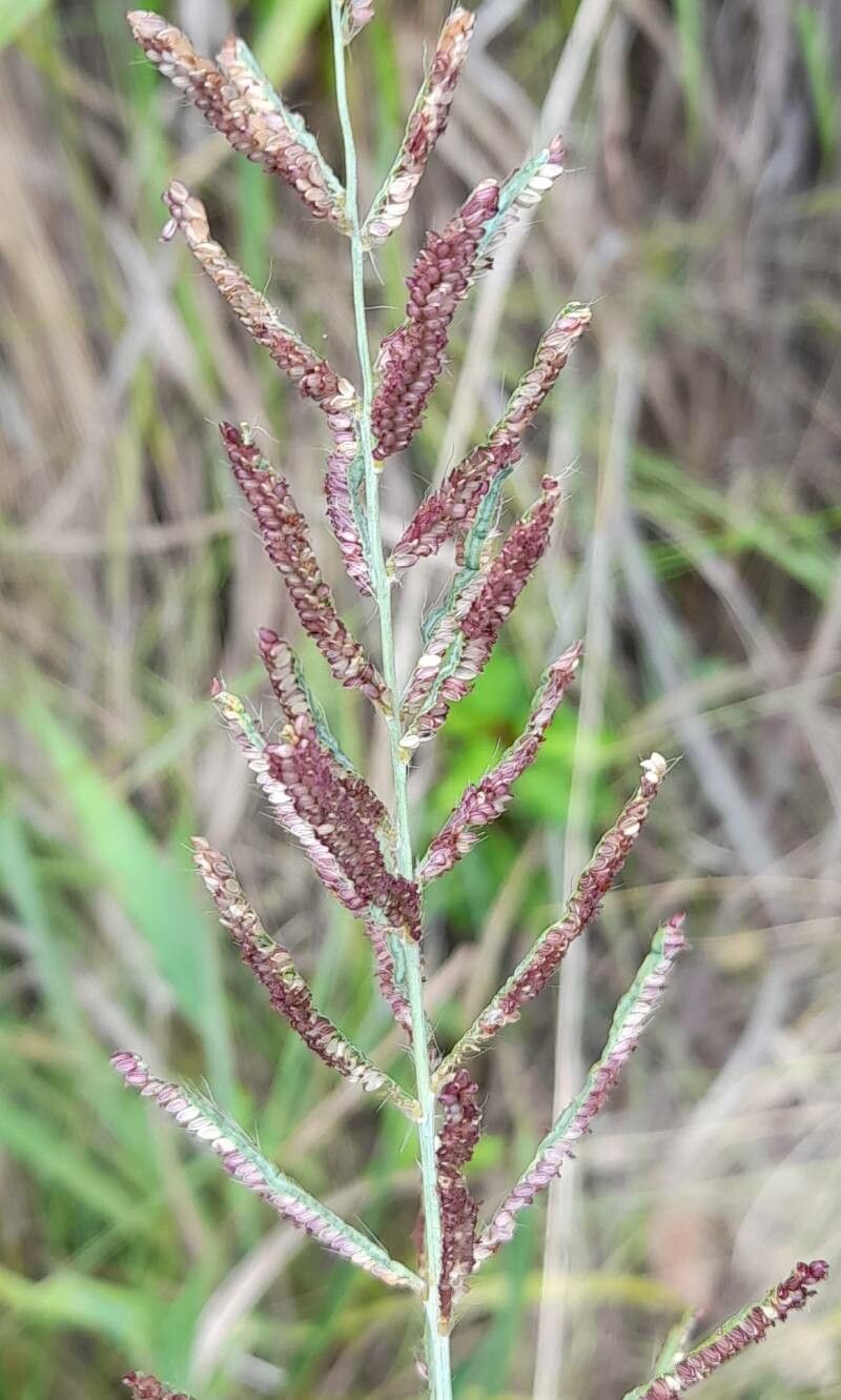 Paspalum malacophyllum fruit