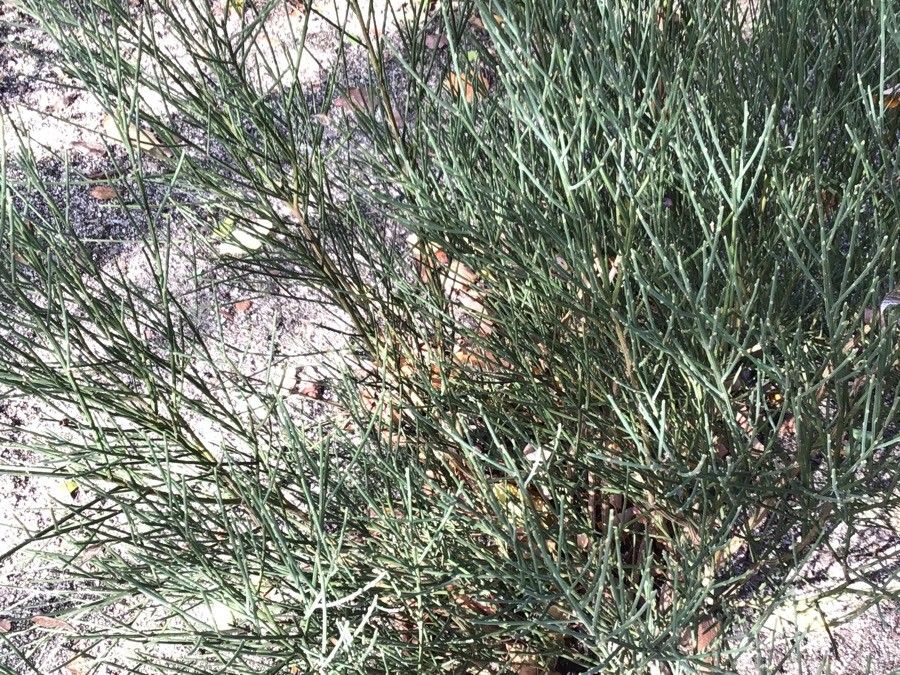 Cytisus oromediterraneus leaf
