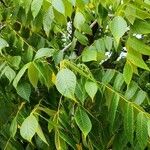 Juglans cinerea