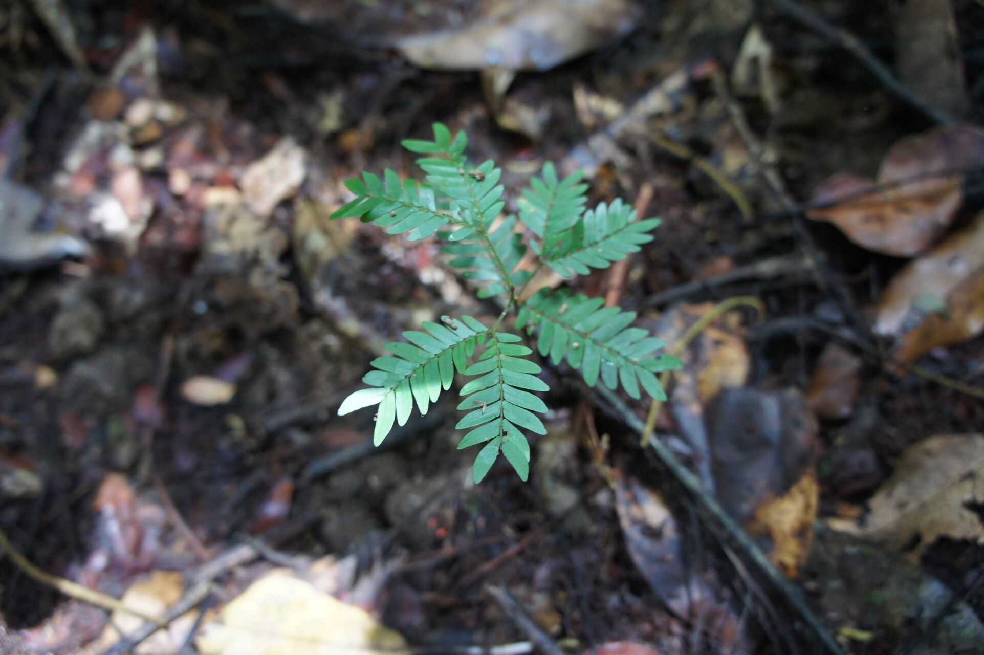 Newtonia griffoniana habit