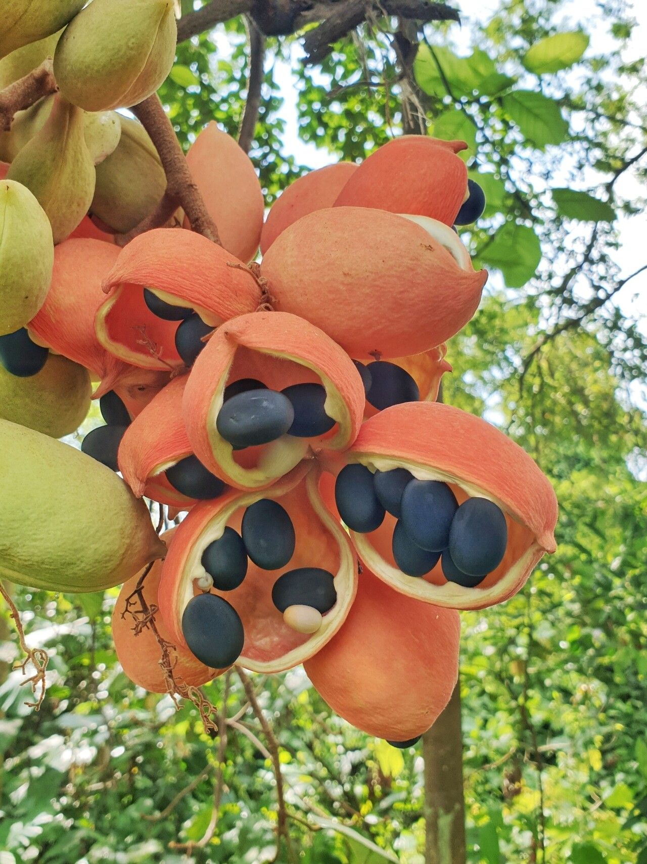Sterculia cordata fruit