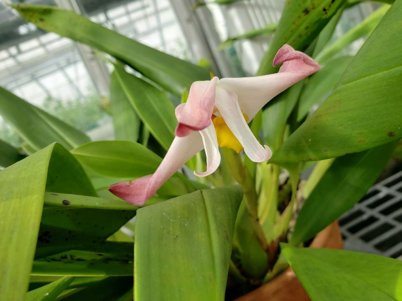 Maxillaria molitor flower