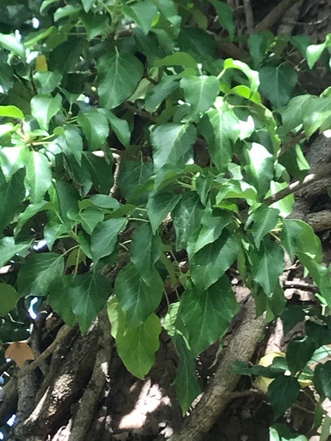 Croton megalobotrys — search result for 'Gabon'