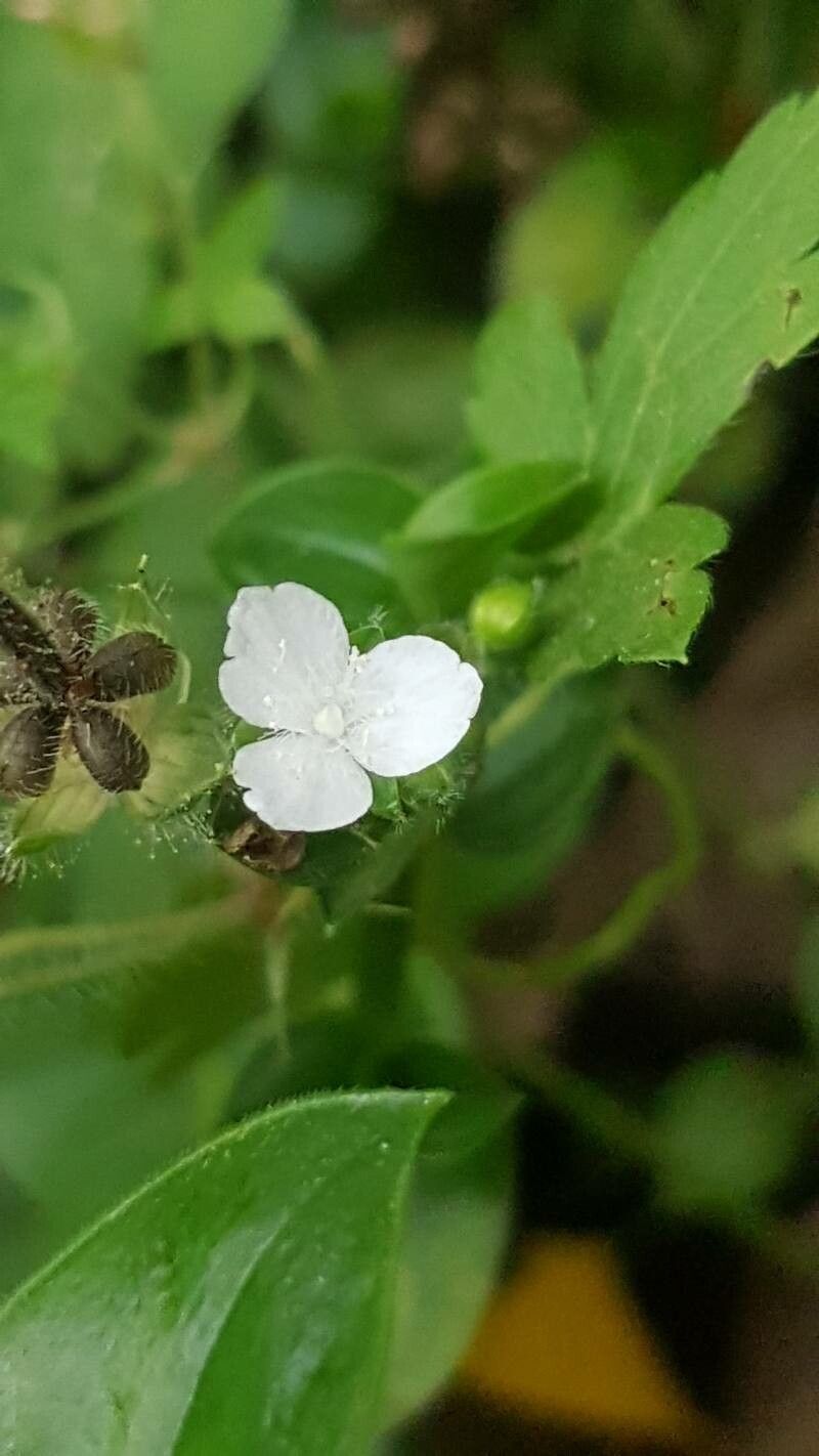 Callisia gracilis flower