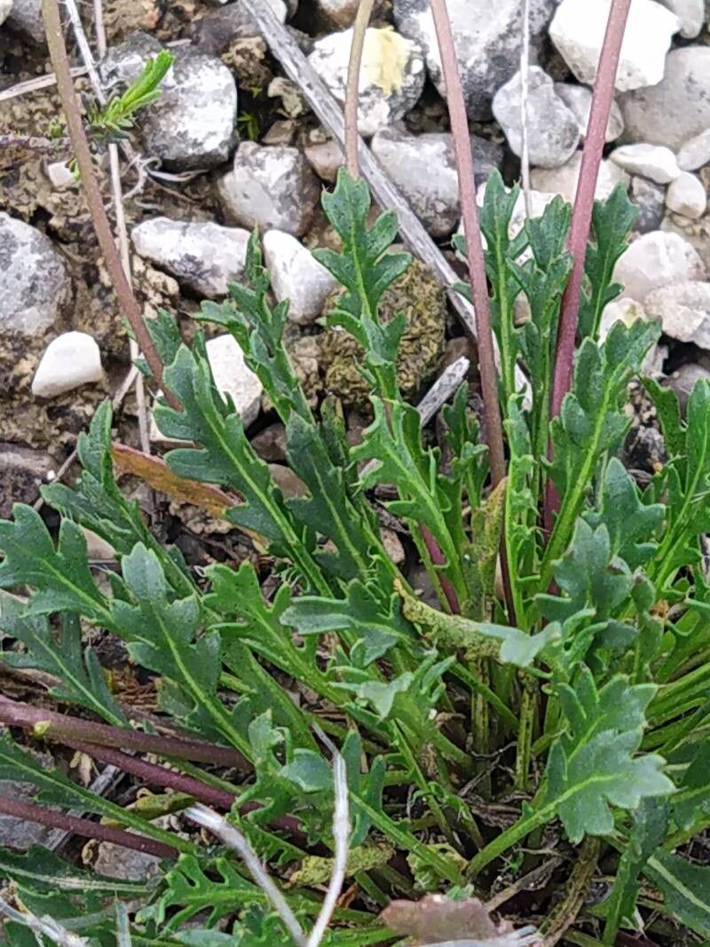 Brassica glabrescens — search result for 'Brassica'