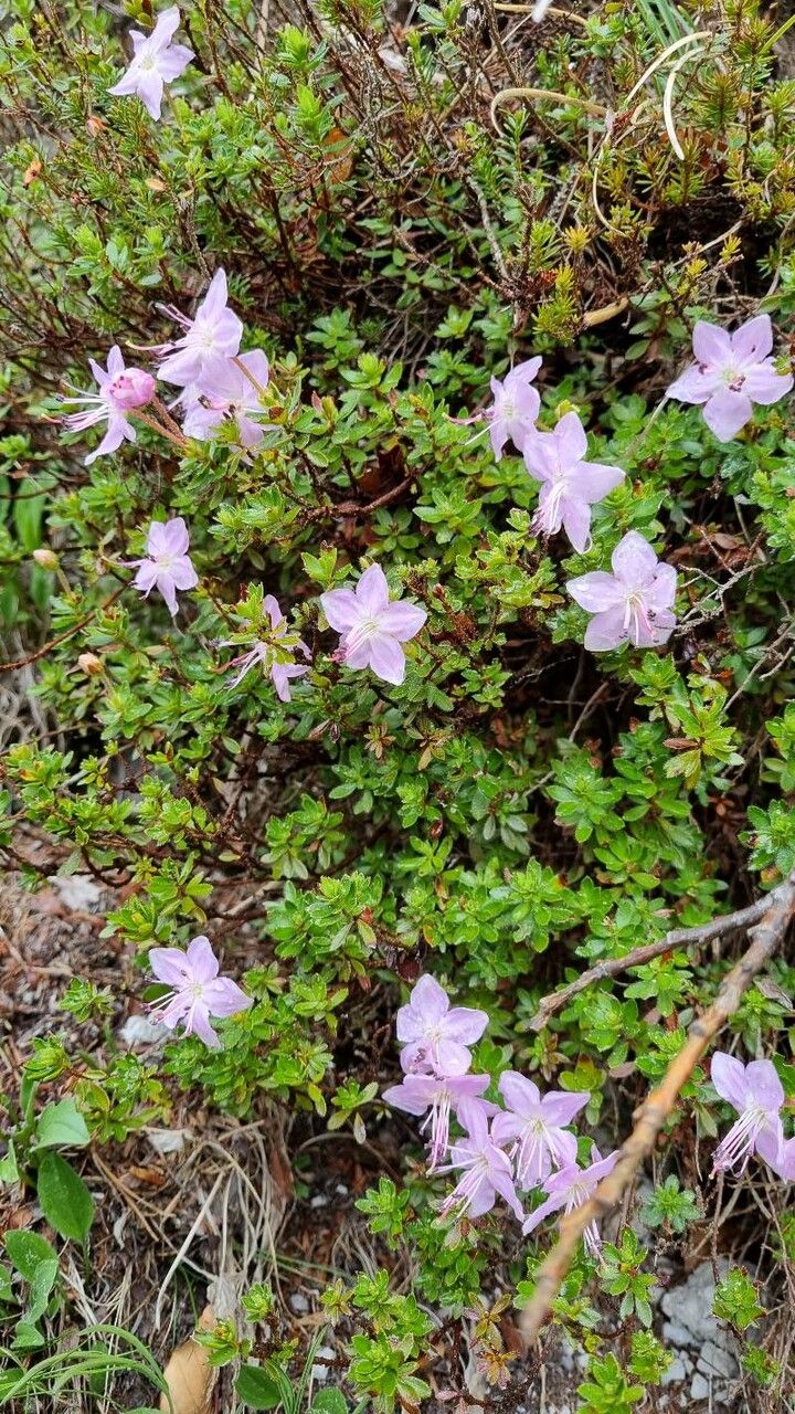 Rhodothamnus chamaecistus habit