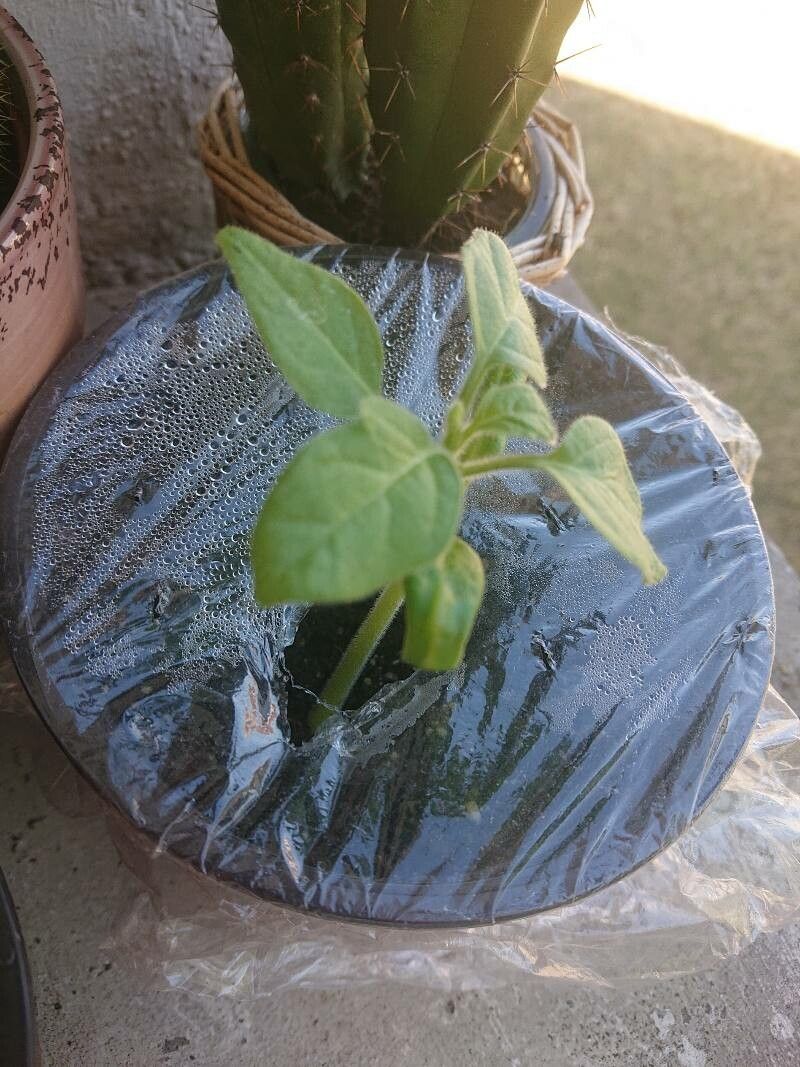 Ephedra sinica — search result for 'Mongolia'