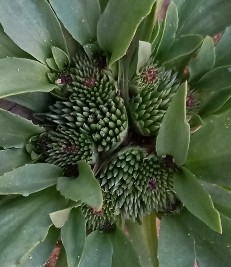 Gymnarrhena micrantha flower