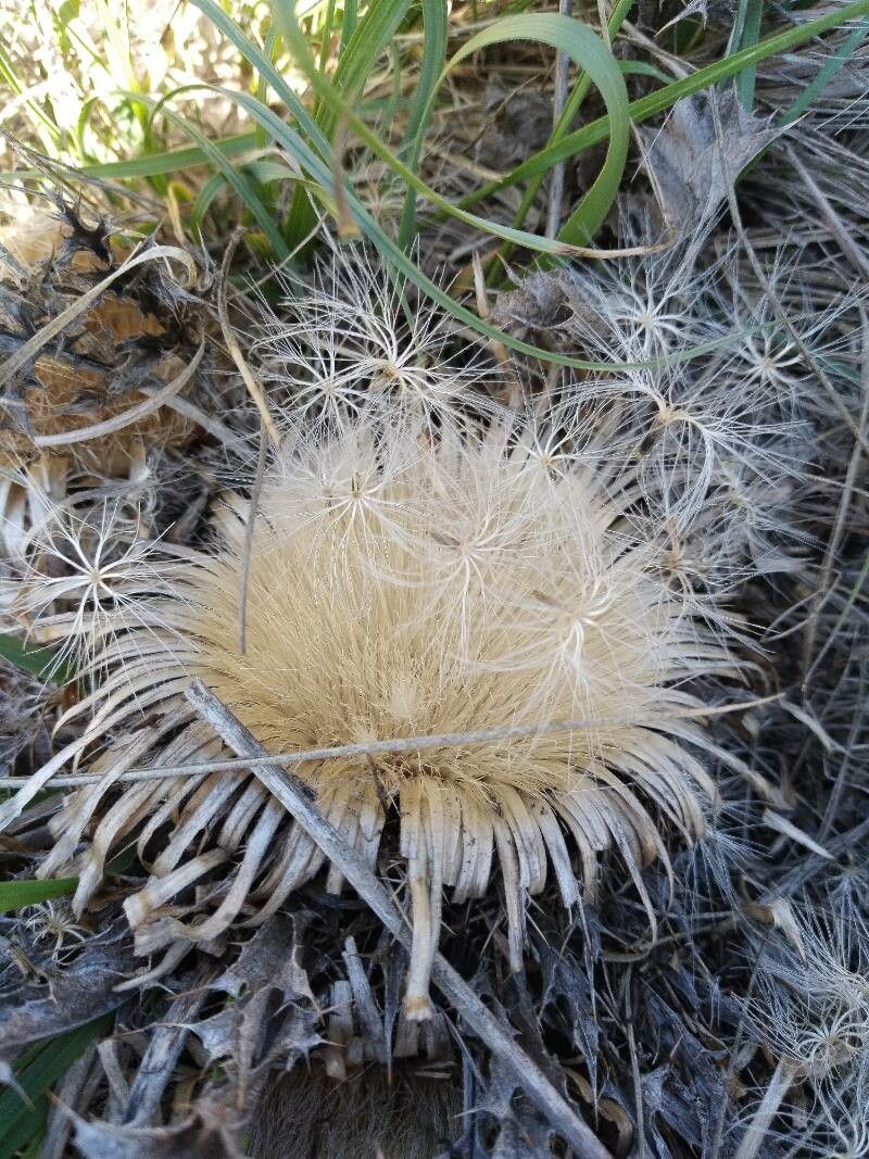 Carlina acanthifolia fruit