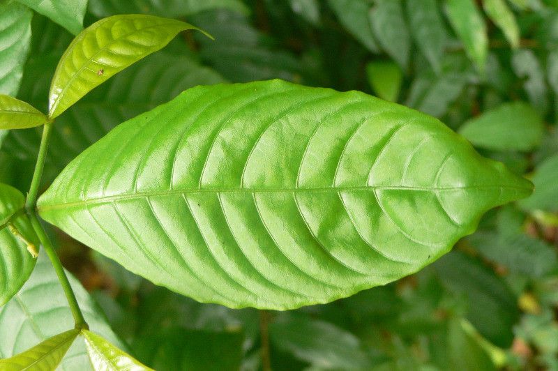 Stenosolen heterophyllus — search result for 'Tabernaemontana'