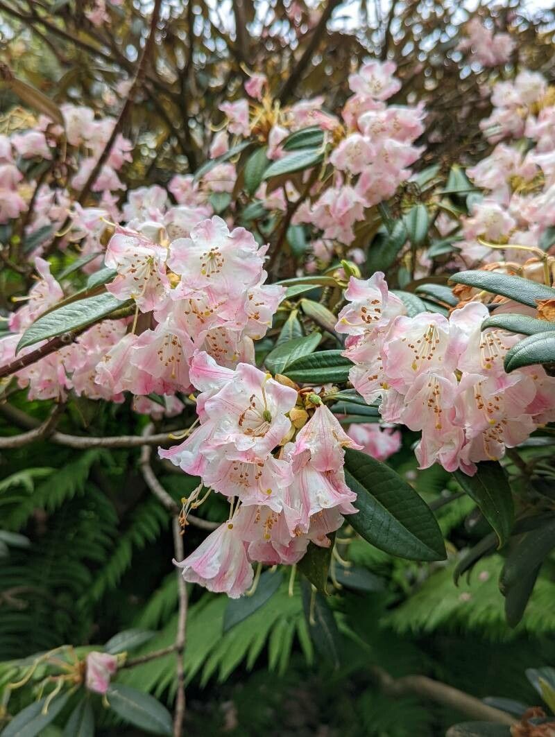 Rhododendron insigne flower