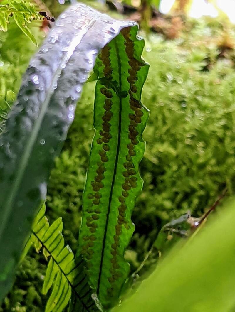 Campyloneurum angustifolium leaf