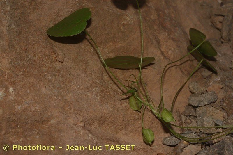 Dioscorea chouardii fruit