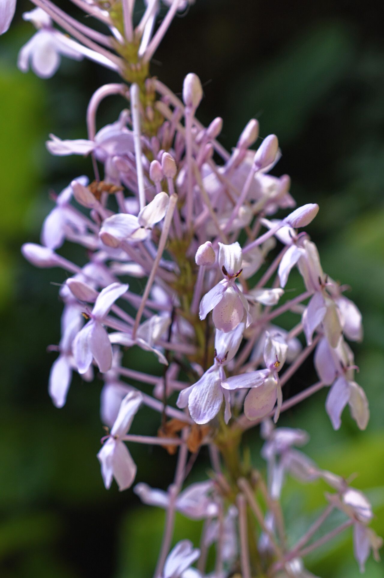 Pseuderanthemum latifolium flower