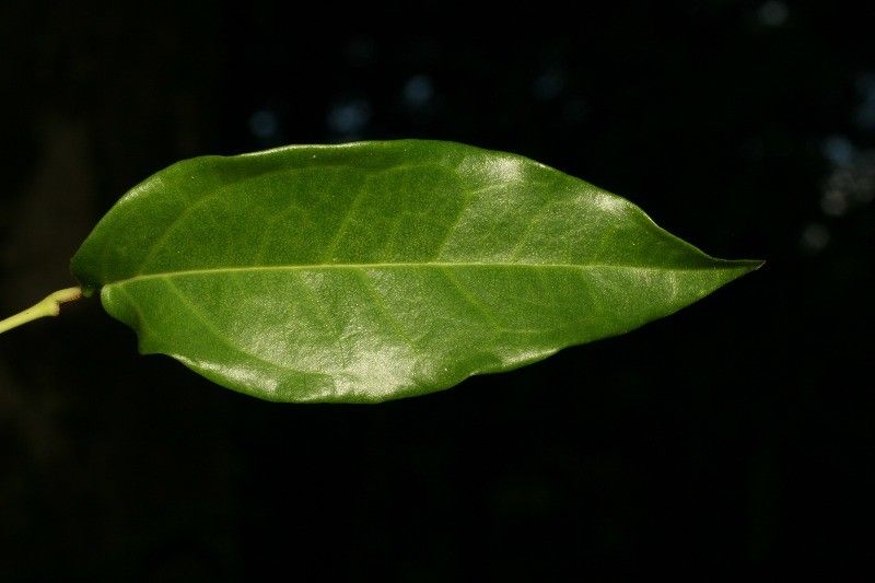 Piper borbonense leaf