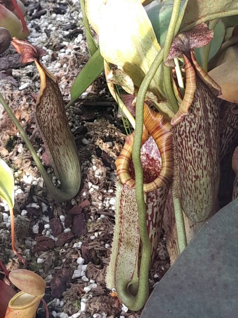 Nepenthes eymae — search result for 'Nepenthes'