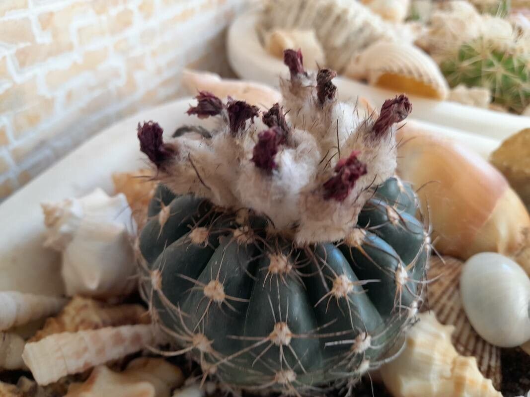 Echinocactus texensis fruit
