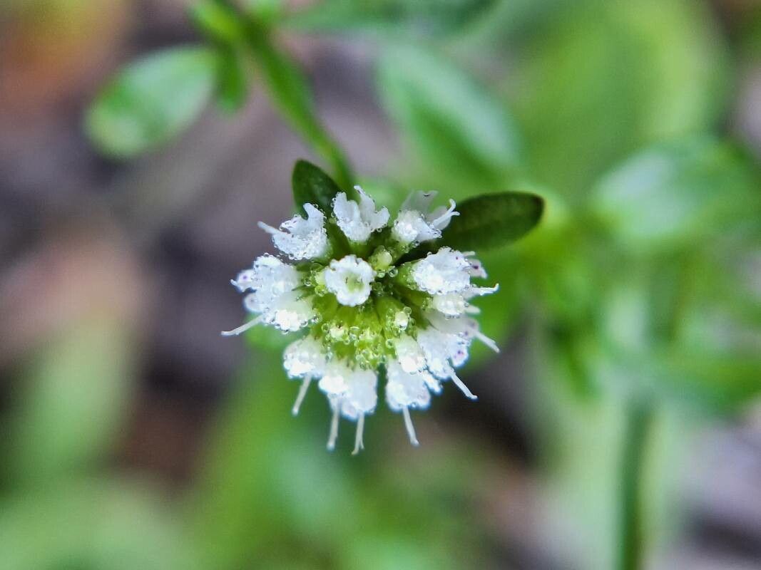 Cunila microcephala flower