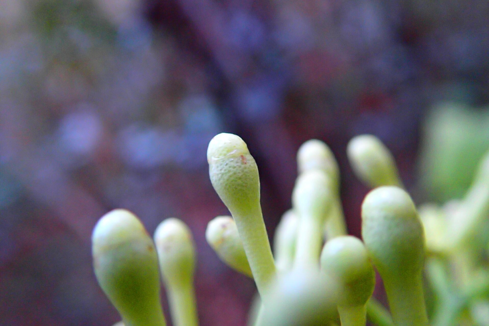 Syzygium xanthostemifolium fruit