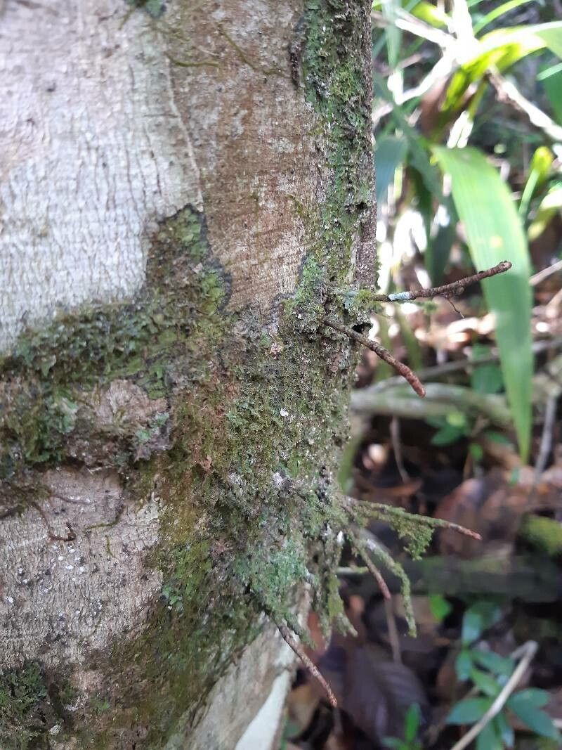 Myrcia neoforsteri other