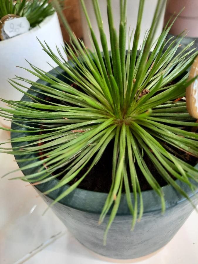 Syngonanthus chrysanthus leaf