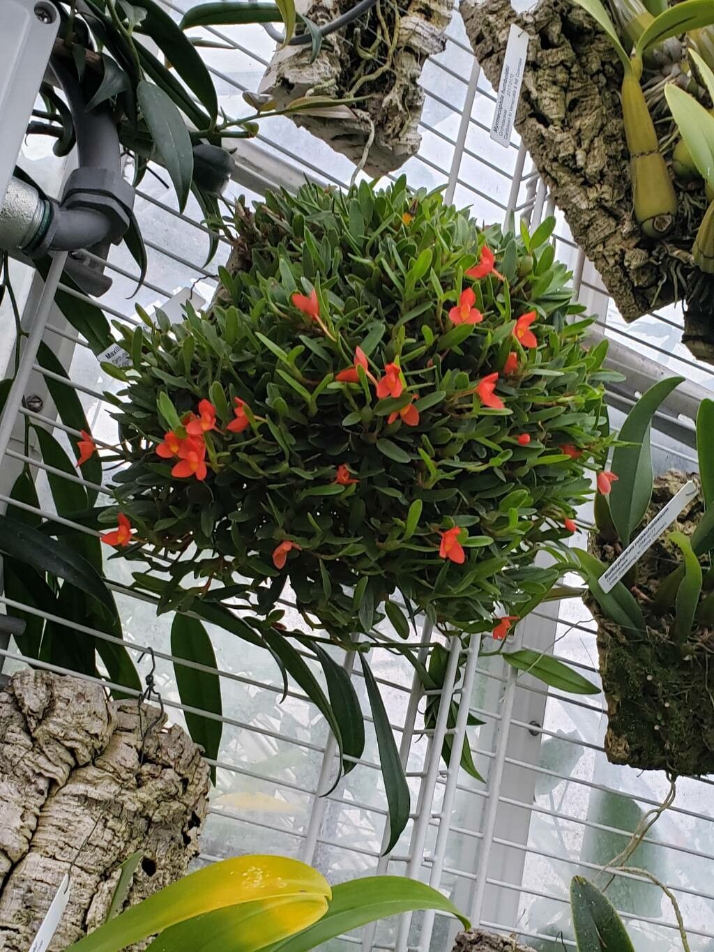 Maxillaria sophronitis habit