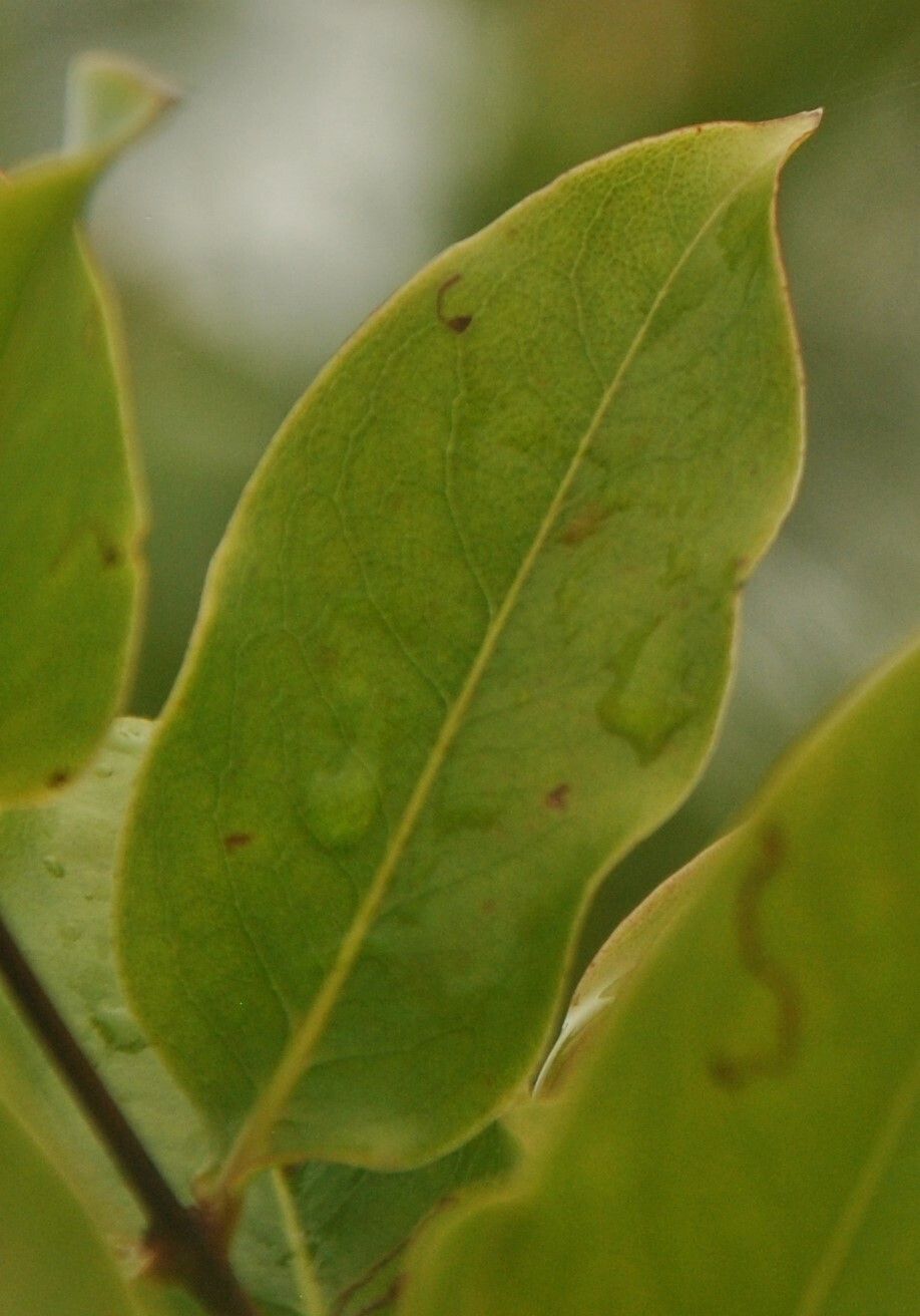 Cratoxylum cochinchinense — search result for 'Hypericaceae'