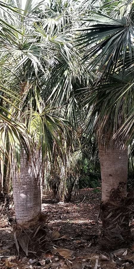 Coccothrinax spissa habit