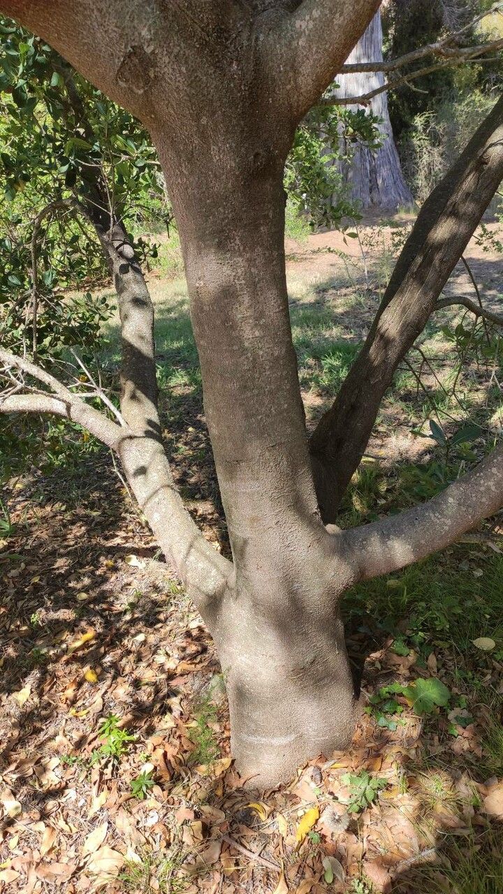 Pittosporum viridiflorum bark