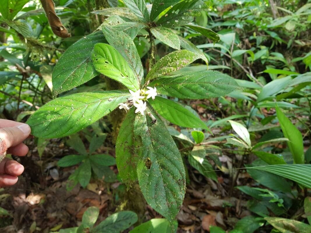 Duroia costaricensis — related species from the same genus