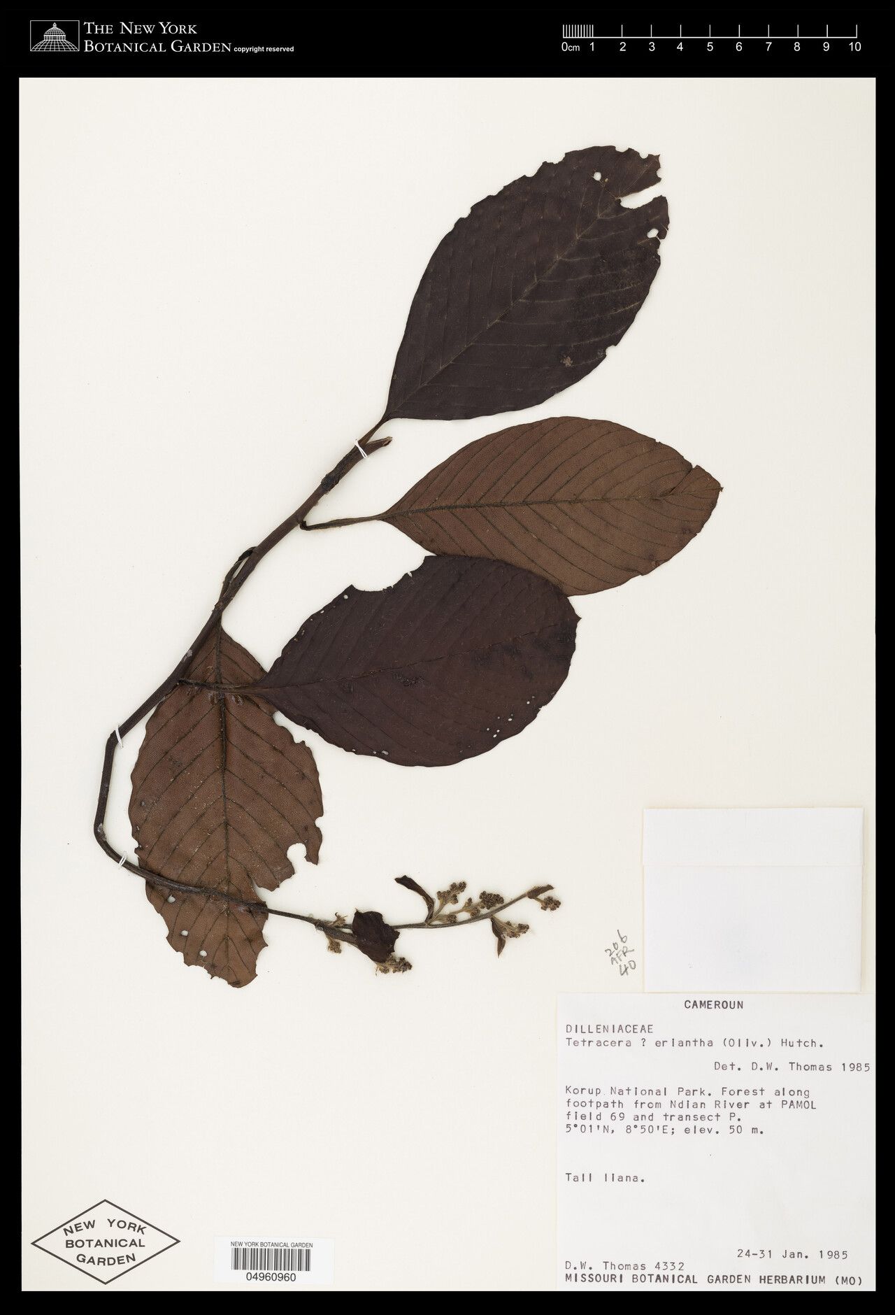 Tetracera eriantha — houseplant care guide