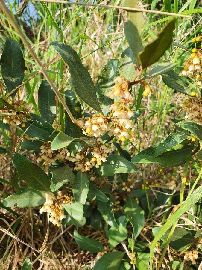 Euclea divinorum flower