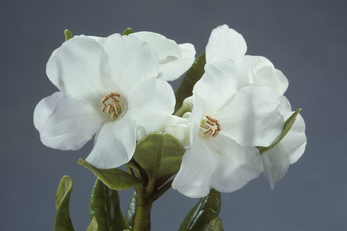 Rhododendron rousei — houseplant care guide