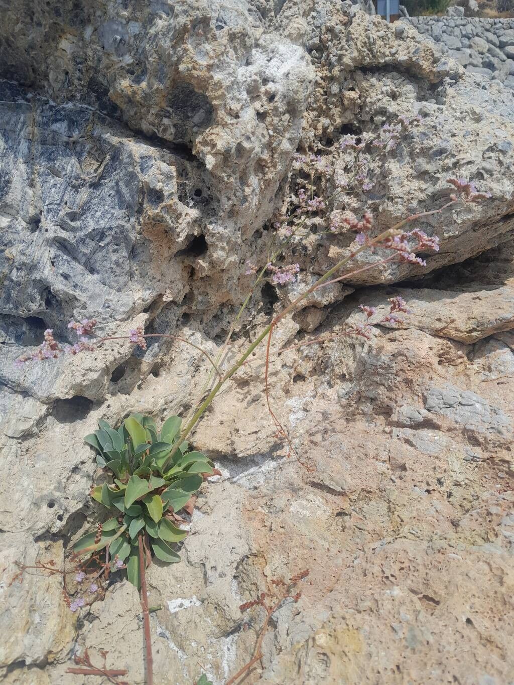Limonium malacitanum flower