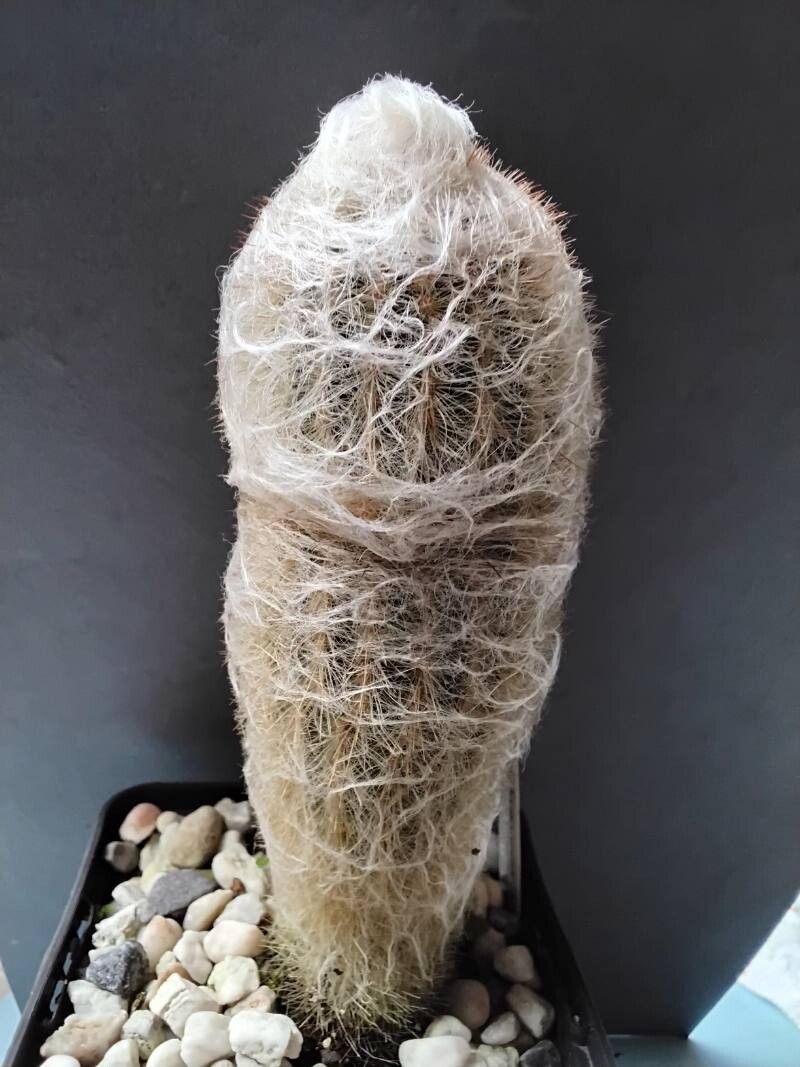 Espostoa hylaea habit