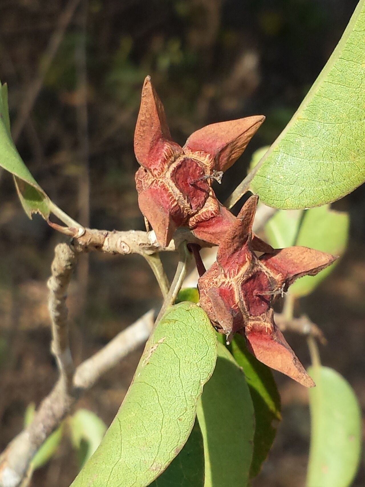 Foetidia retusa — houseplant care guide