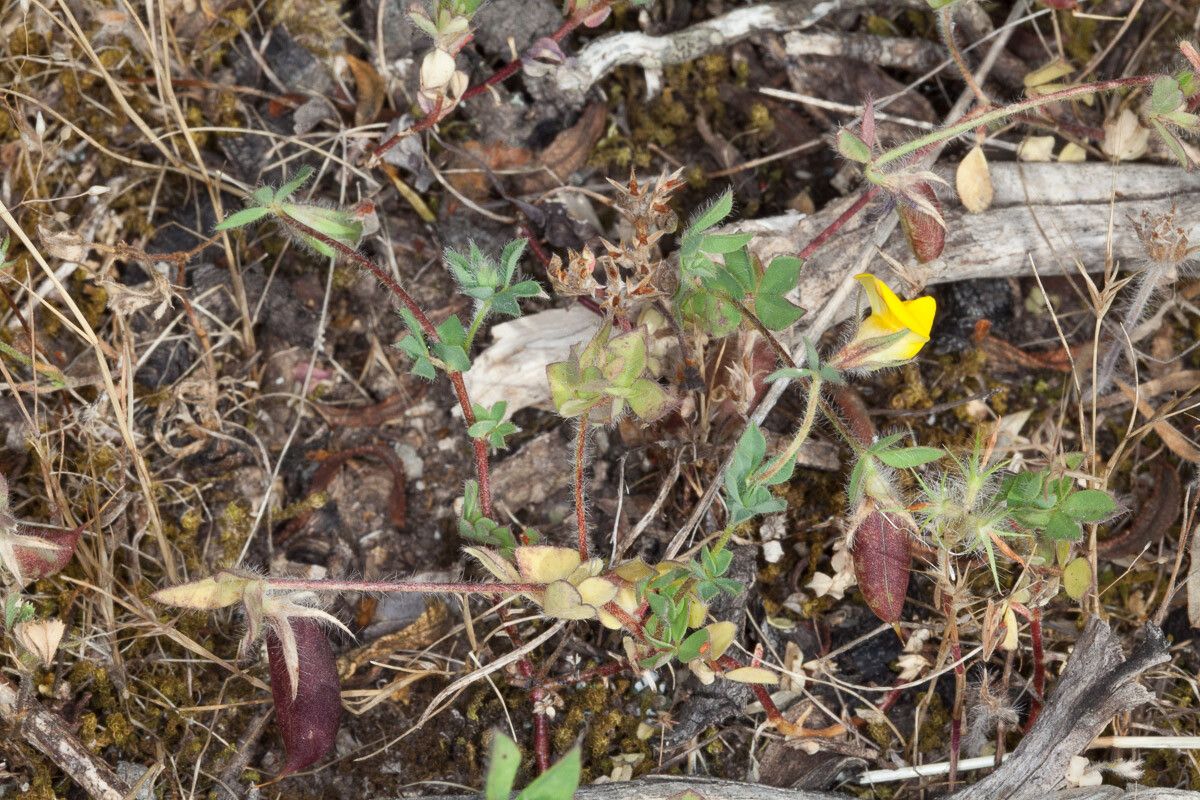 Lotus parviflorus flower