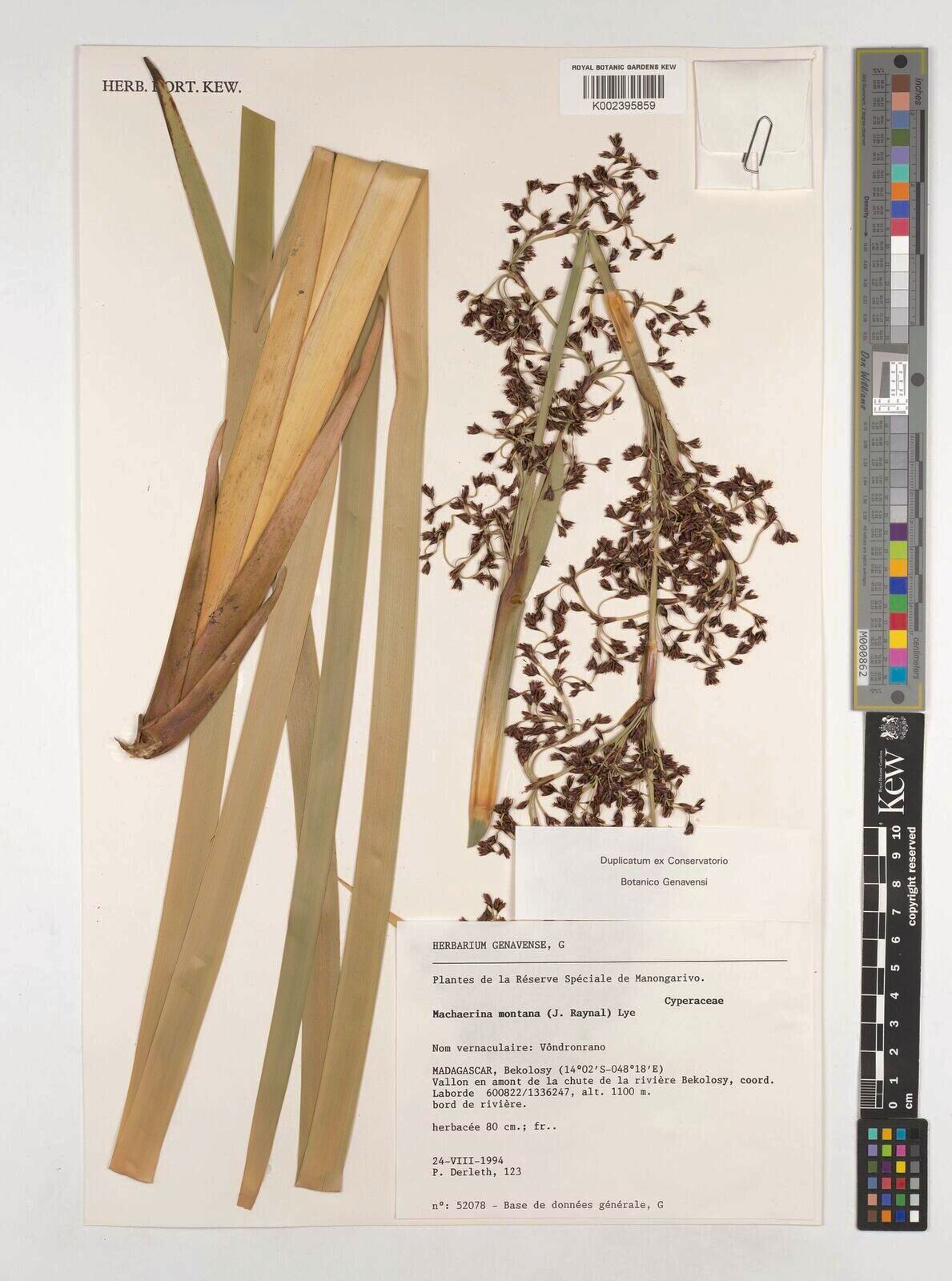 Machaerina montana — houseplant care guide