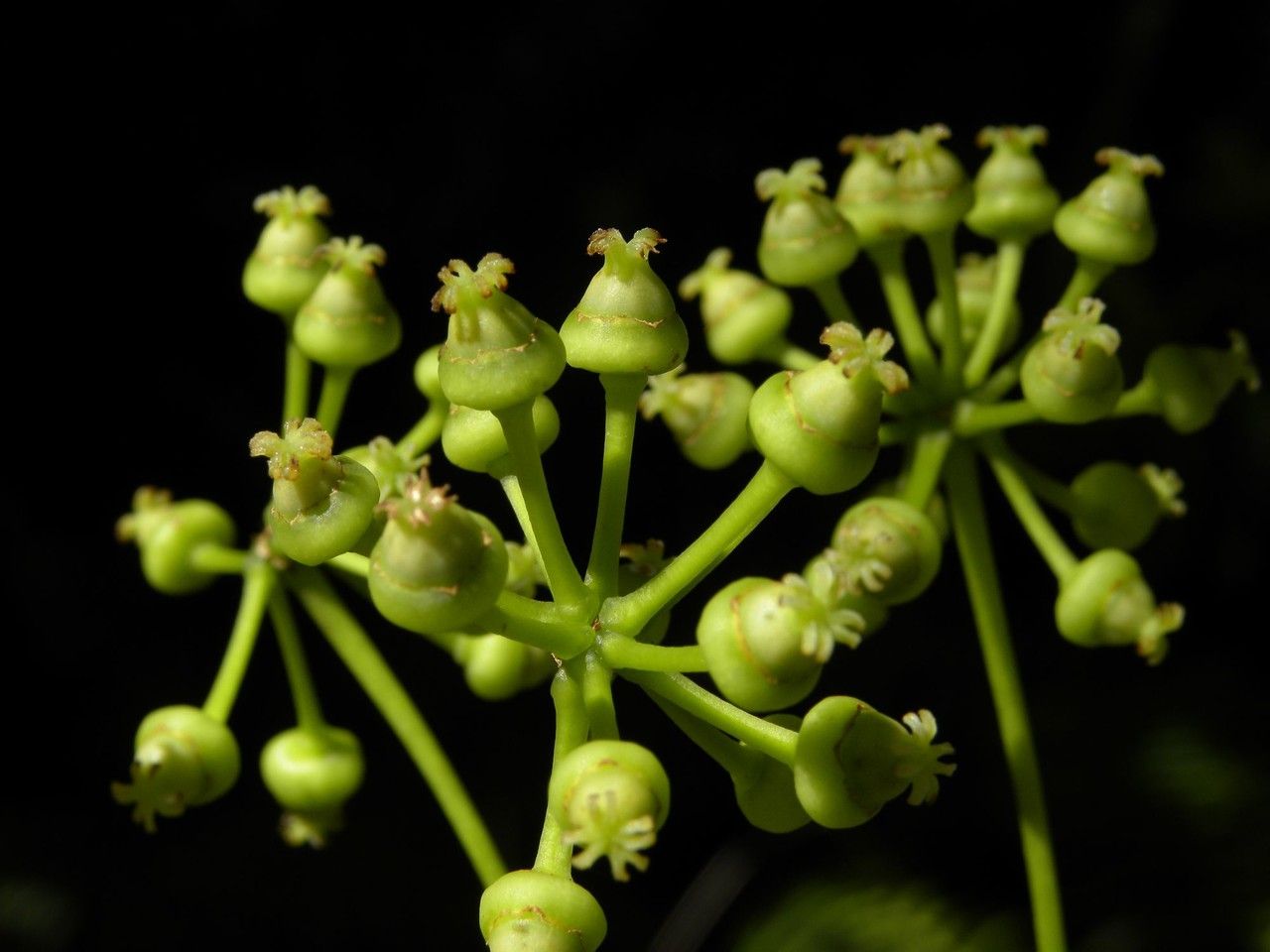 Polyscias repanda flower