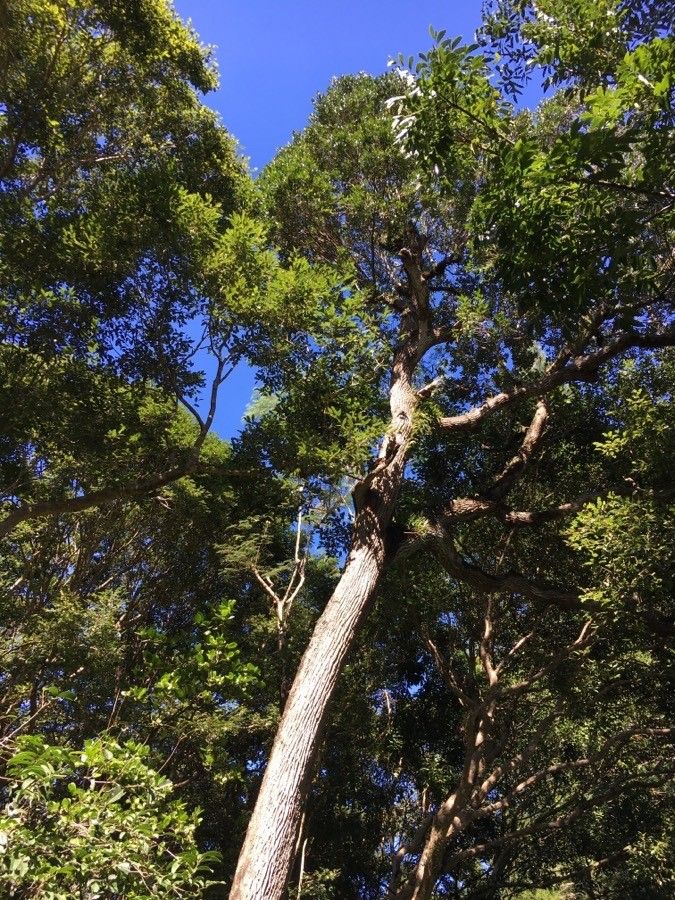 Planchonella cinerea — houseplant care guide