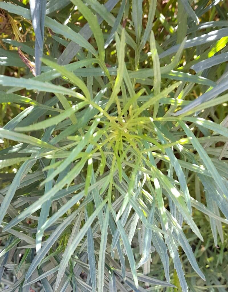 Senecio rudbeckiifolius — houseplant care guide