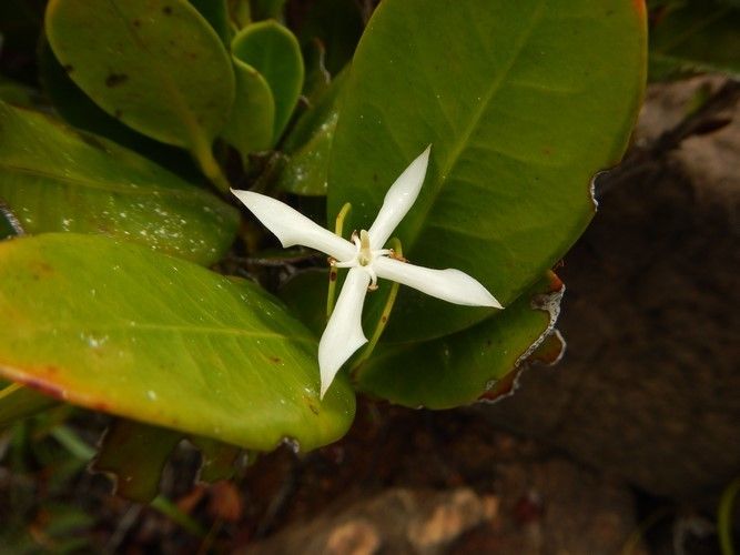 Ixora dzumacensis — houseplant care guide